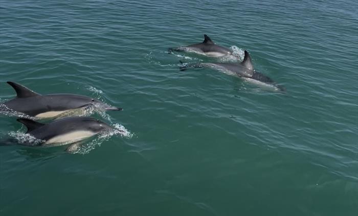 Dolphins seen from Sea Serpent